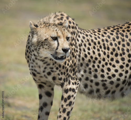Graceful Cheetah
