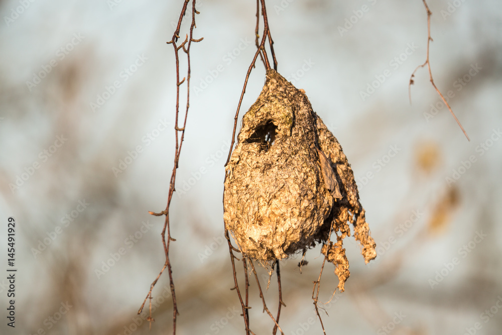 Fototapeta premium Nest der Beutelmeise