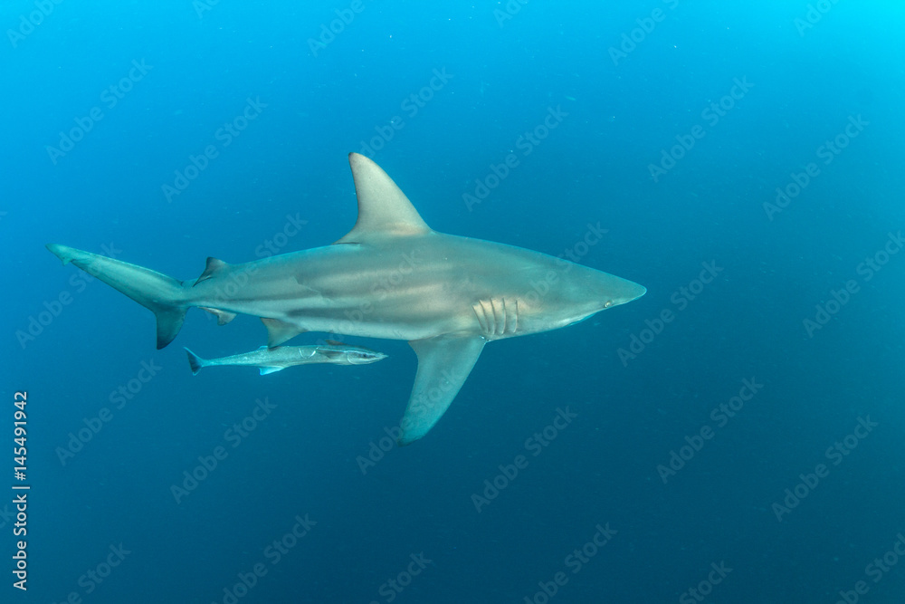 Oceanic Blacktip Shark Oceanic Blacktip Shark