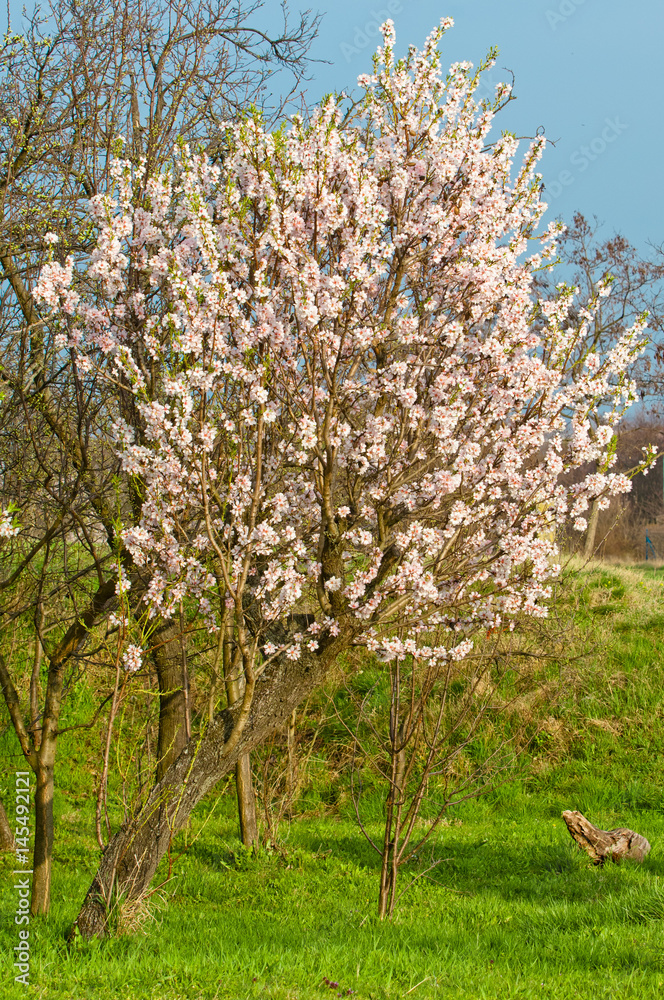 Almond blossom, blooming almond tree in March