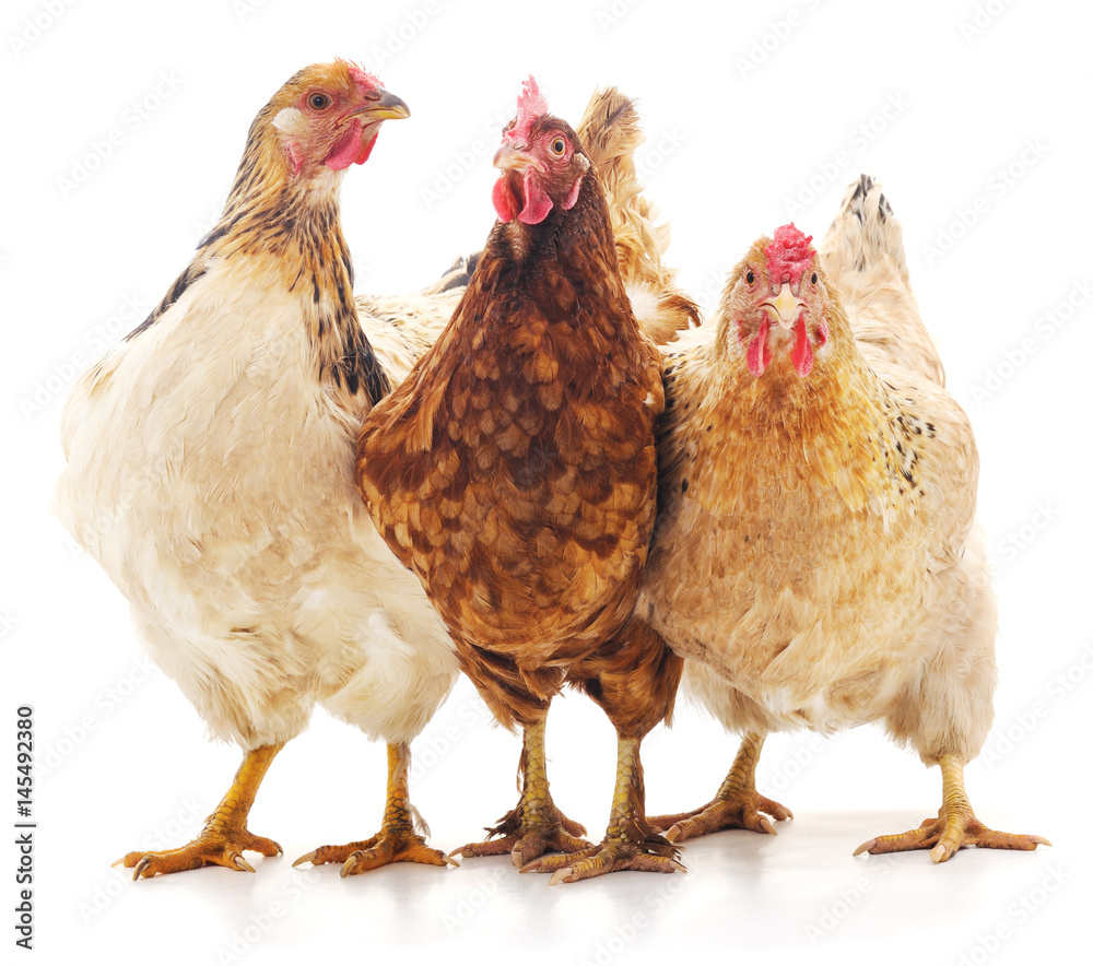 Obraz premium Trzy brązowe kurczaki.