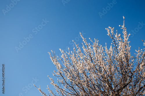 Blossom tree at sunny day. Blue sky on background © Maksim Kostenko