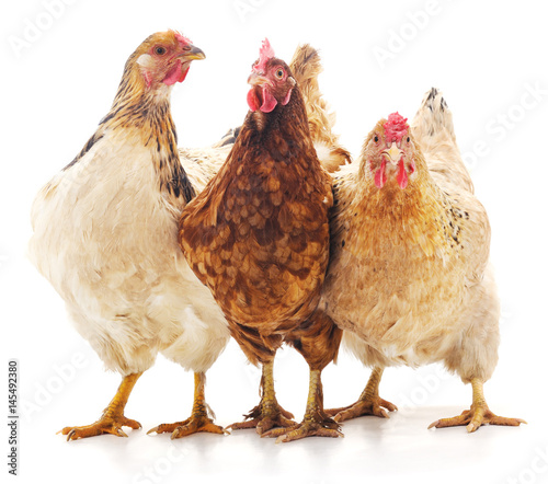 Fotografia Three brown chicken.