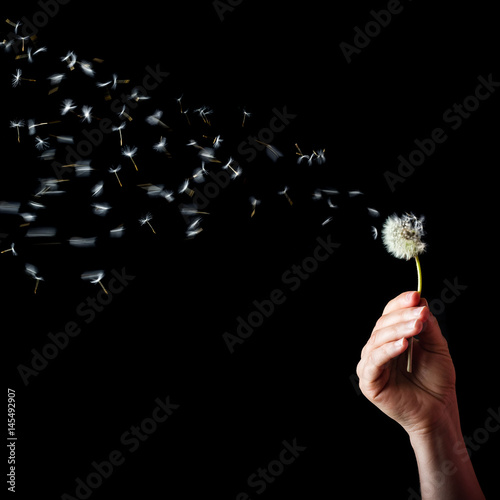 Hand holding dandelion with the seeds blowing in the air, on black background