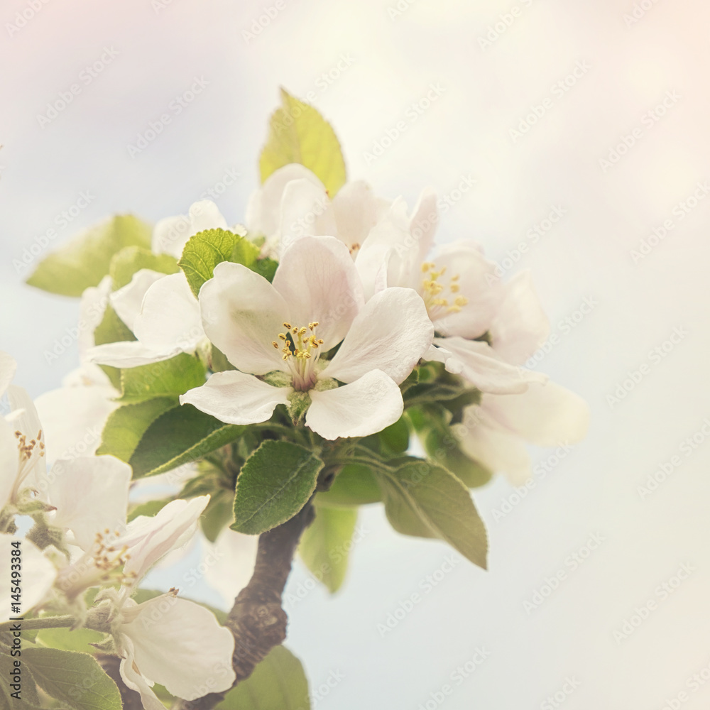 Apple blossom retro style processing Apple blossom retro style processing