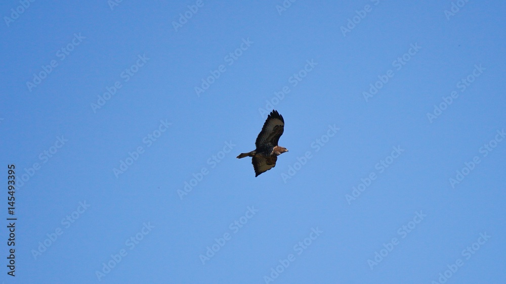 Bussard Bussard