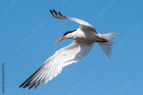 Tern changing course