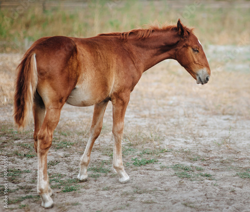 Beautiful brown foal on the background of a field.