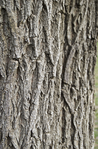 Fototapeta Naklejka Na Ścianę i Meble -  Willow tree outer shell pictures, tree bark, patterned bark, willow tree bark,
