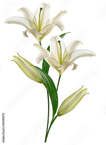 Flower lily isolated on white background. summer