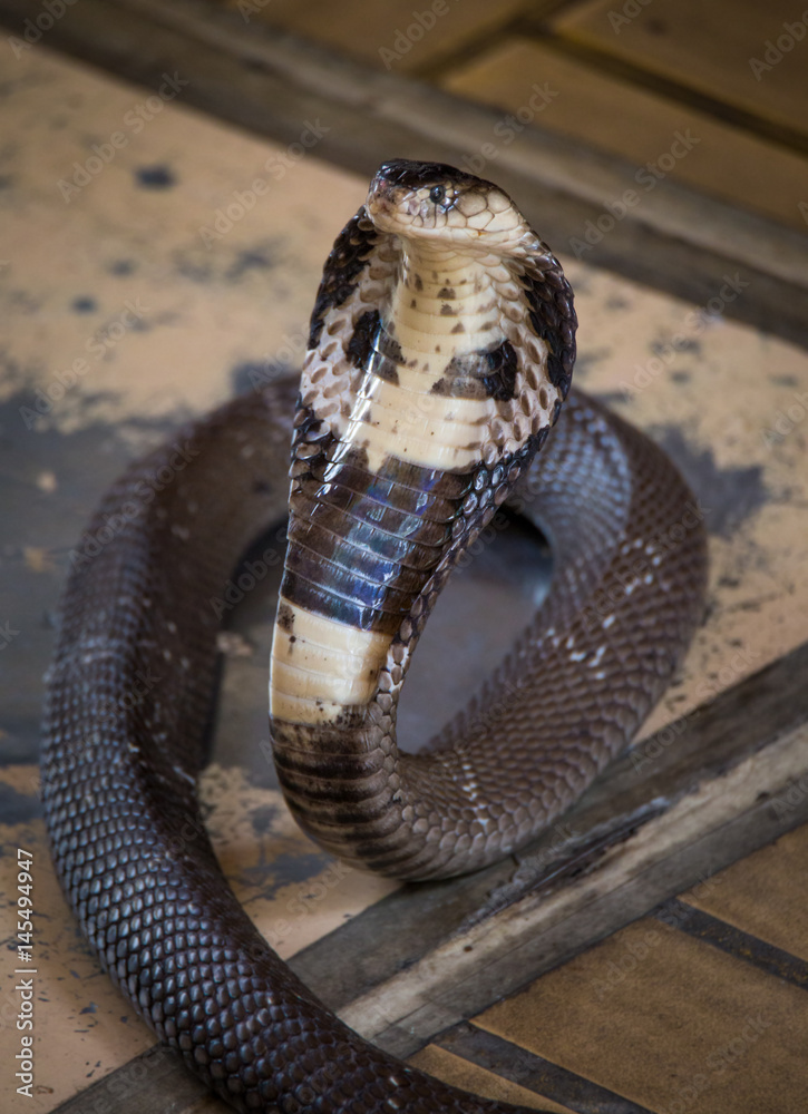 Fototapeta premium King cobra looking for some spoil. Look dangerous.