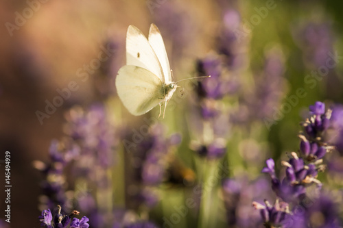 Schmetterling fliegt auf Lavendel zu
