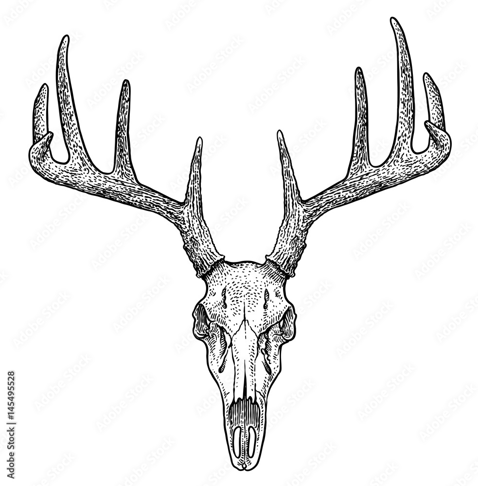 Deer skull illustration, drawing, engraving, ink, line art, vector
