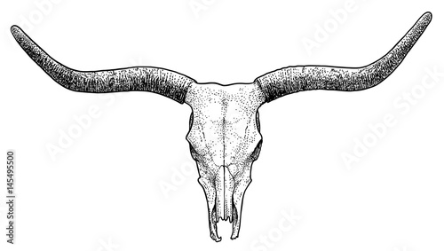 Bull skull illustration, drawing, engraving, ink, line art, vector