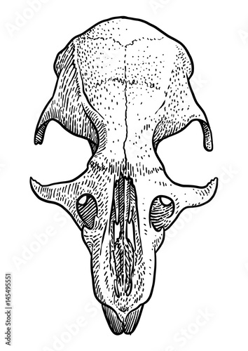 Rat skull illustration, drawing, engraving, ink, line art, vector