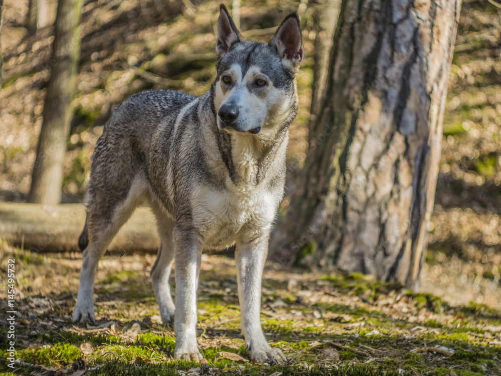 Obraz premium Northern Inuit