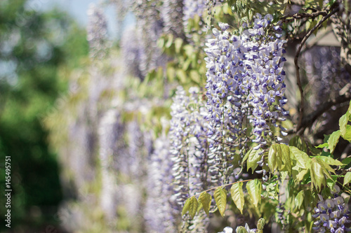 Wisteria. Spring lilac flower. Blooming garden. Warm spring.