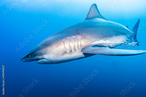 Oceanic Blacktip Shark