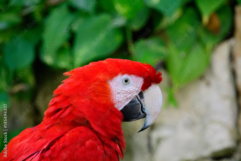 Red Macaw Posing