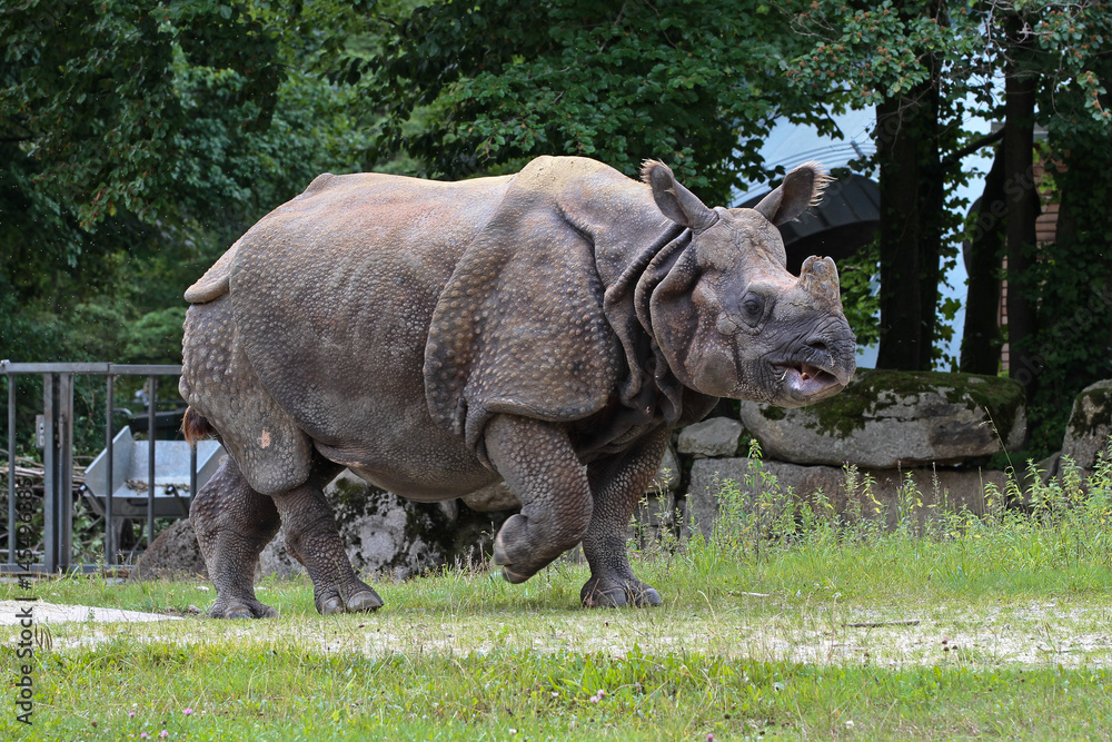 Fototapeta premium Nashorn - Rhinozeros - Rhinoceros unicornis