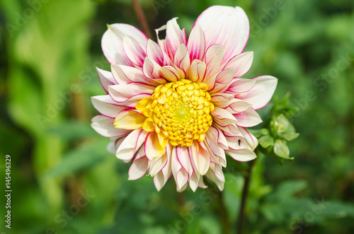 one lovely dahlia red yellow and white