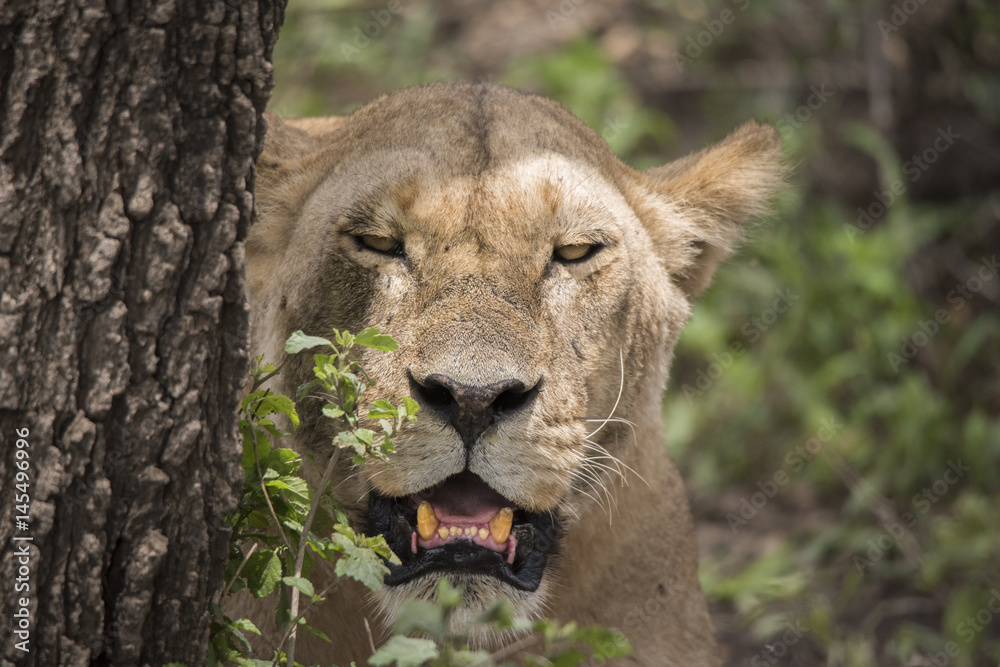 Obraz premium Lion Face in the Forest