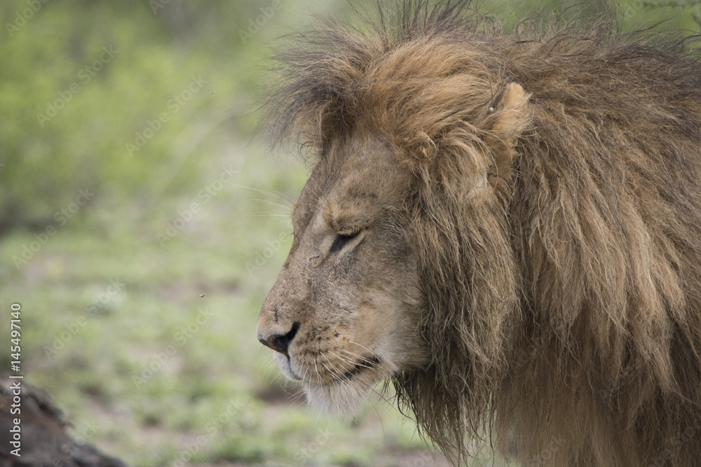 Male Lion Profile