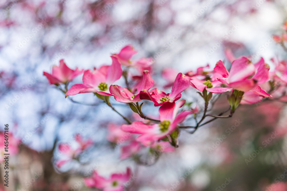 Macro closeup of pink dogwood flowers on tree Macro closeup of pink dogwood flowers on tree