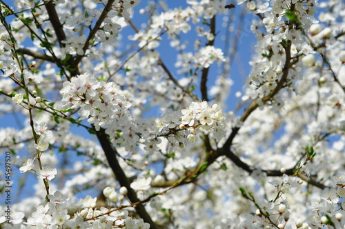 Fleurs blanches du cerisier au printemps