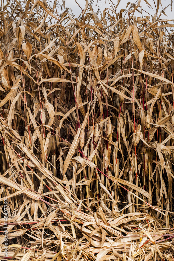 Dried corn Dried corn
