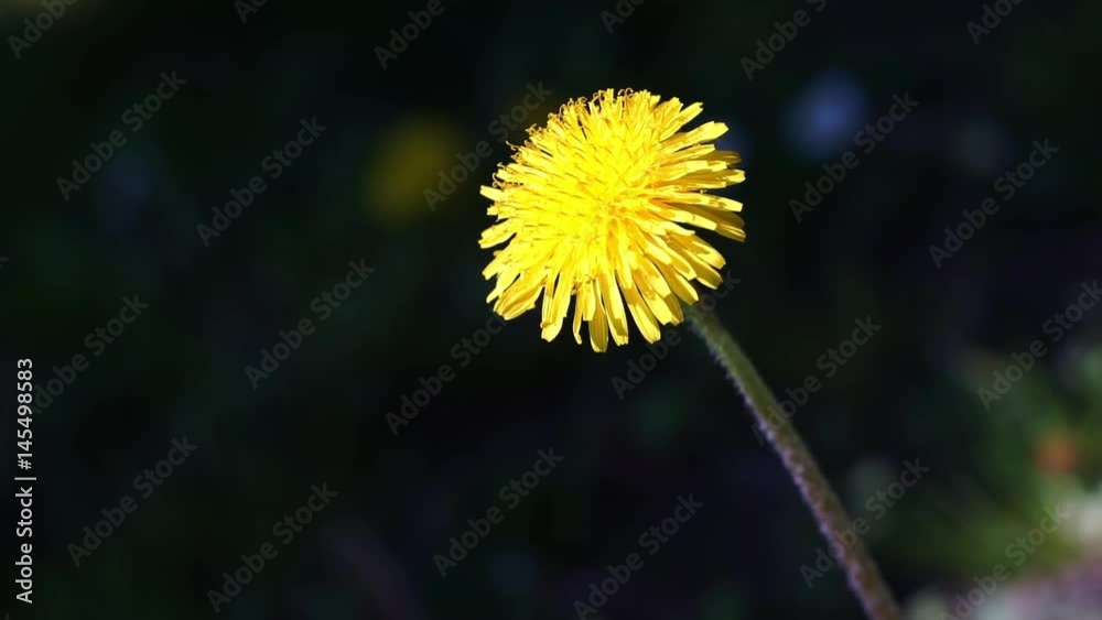 Taraxacum officinale, on a sunny day - Close up
Black background. Shallow depth of field.
Yellow dandelion bloom blown by the spring breeze on the meadow.
Nature concept. Springtime concept. 