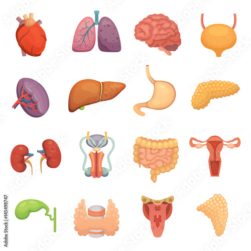 Cartoon human organs set. Anatomy of body. Reproductive system, heart, lungs, brain illustrations