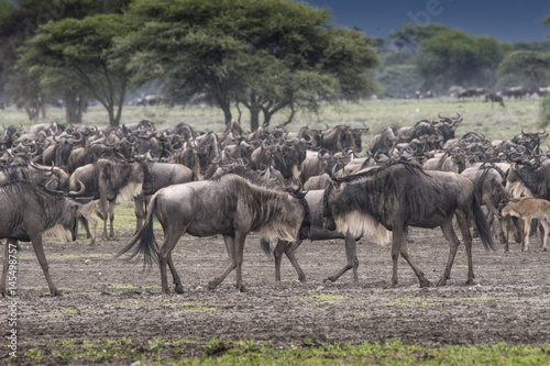 Herd of Wildebeest  Serengeti