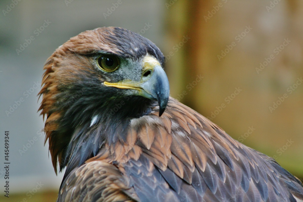 Golden Eagle Golden Eagle