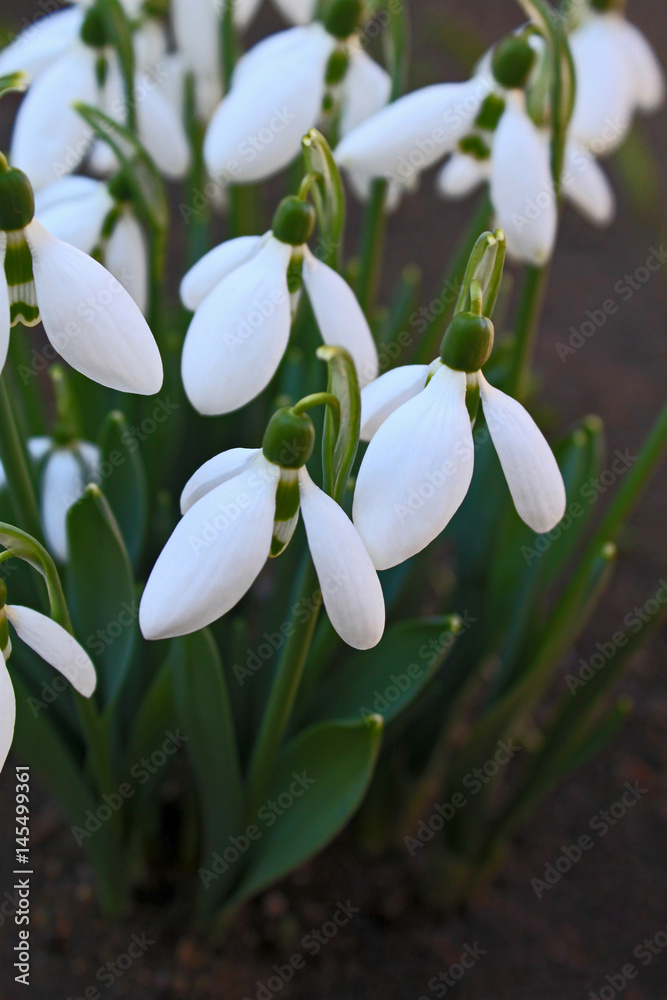 Beautiful spring snowdrops Beautiful spring snowdrops