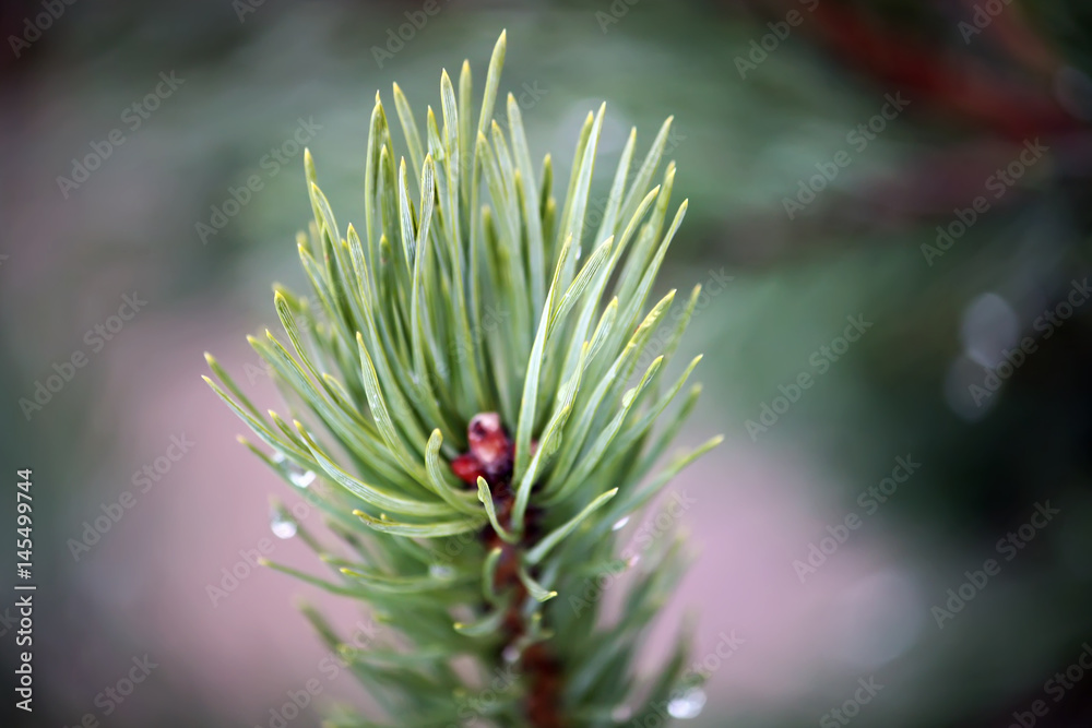 Beautiful pine tree branches with water drops. Beautiful pine tree branches with water drops.