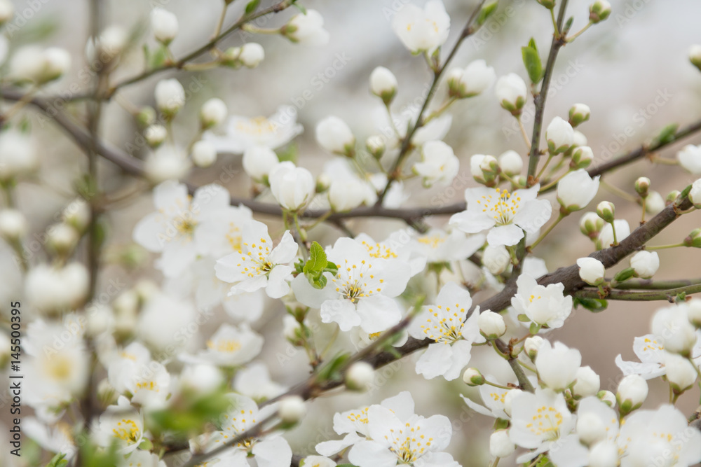 Flowering plum tree Flowering plum tree