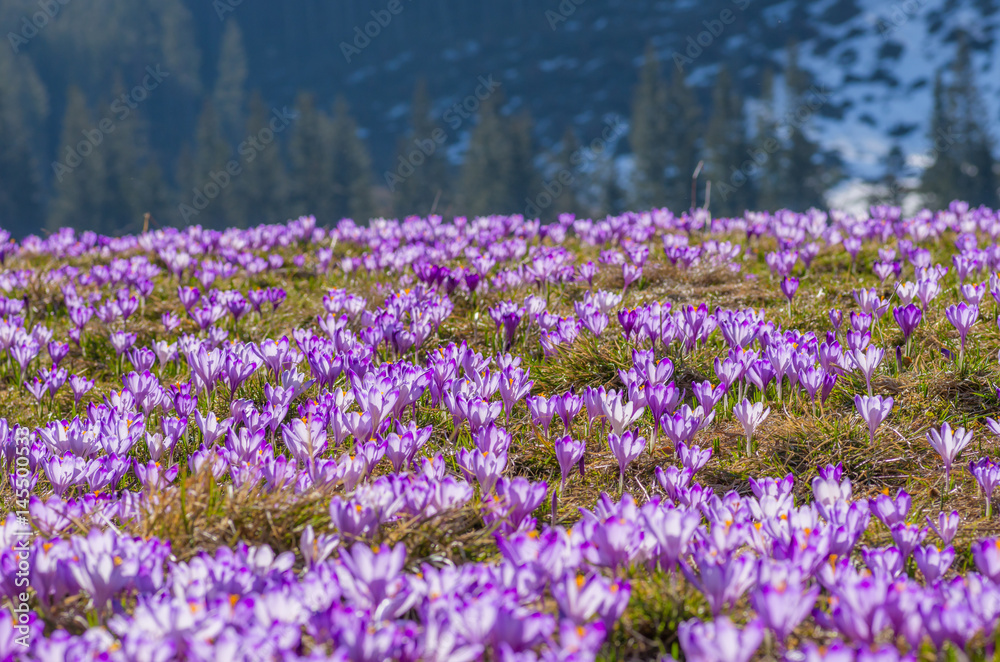 Blooming crocuses in spring, Chocholowska valley, Tatra mountains, Poland Blooming crocuses in spring, Chocholowska valley, Tatra mountains, Poland