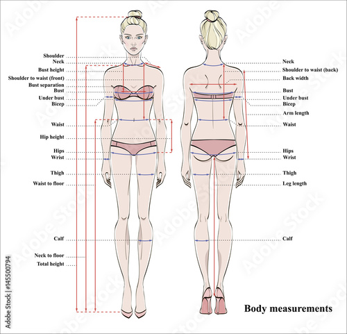 Vecteur Stock Woman body measurement chart. Scheme for measurement human  body for sewing clothes. Female figure: front and back views. Vector. |  Adobe Stock