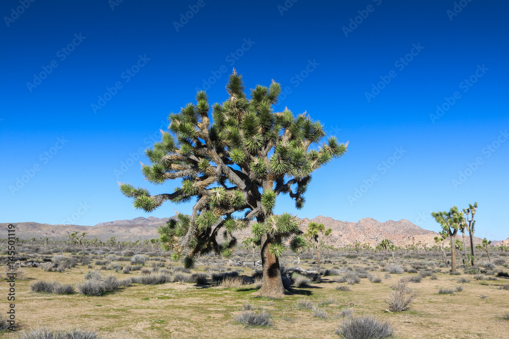Fototapeta premium Joshua tree in Joshua Tree National Park, California