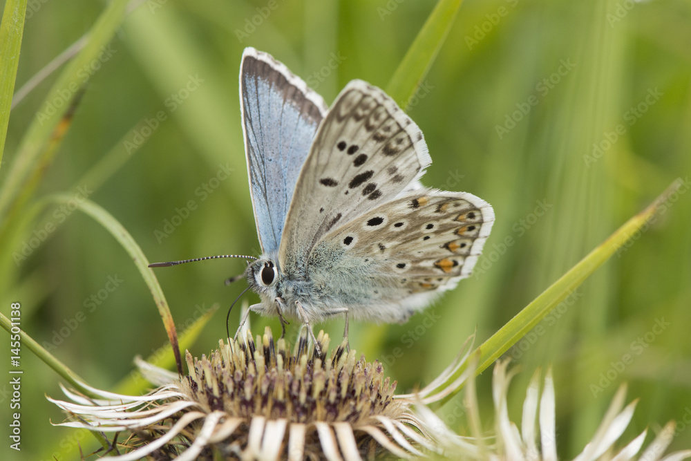 Male Chalkhill Blue butterfly at Rough Bank, Gloucestershire, England. Male Chalkhill Blue butterfly at Rough Bank, Gloucestershire, England.