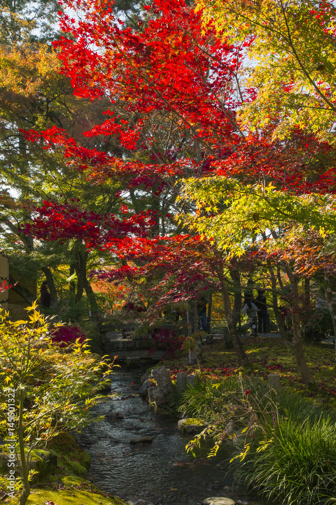 Autumn leaves in Eikando,Kyoto