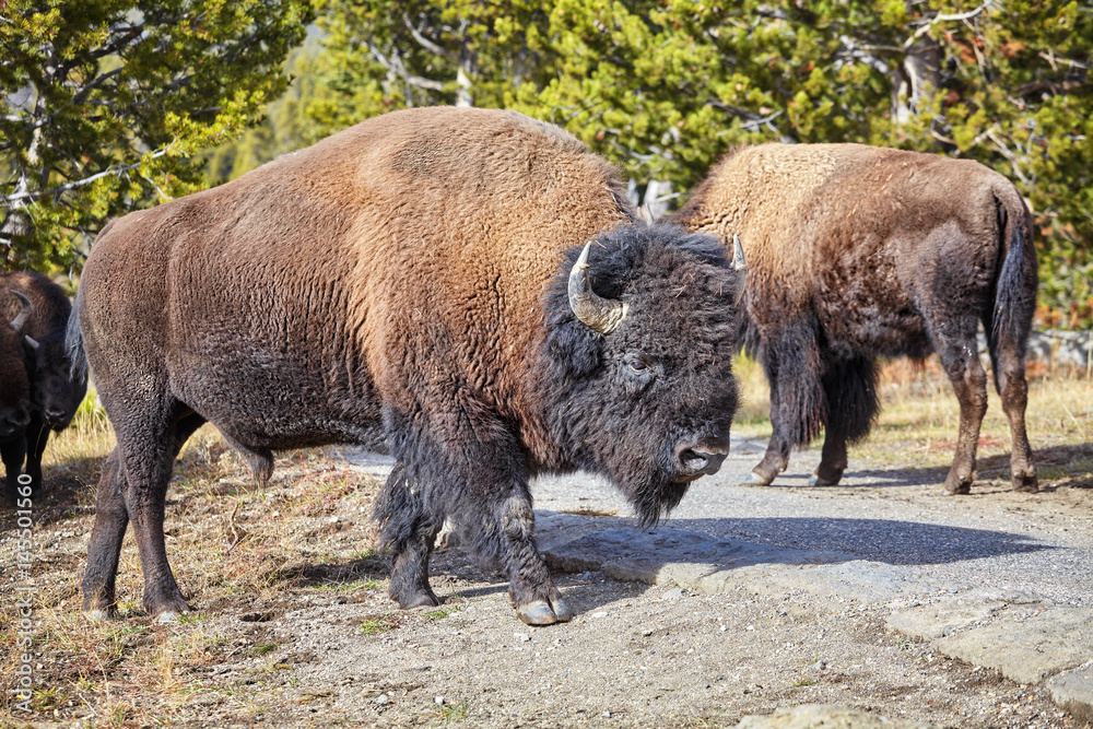 American bison (Bison bison) in Yellowstone National Park, Wyoming, USA.