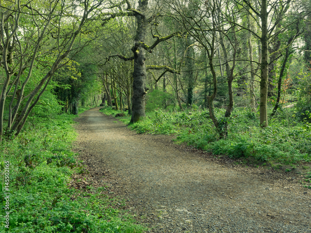 Fototapeta premium Spring countryside road , northern Ireland