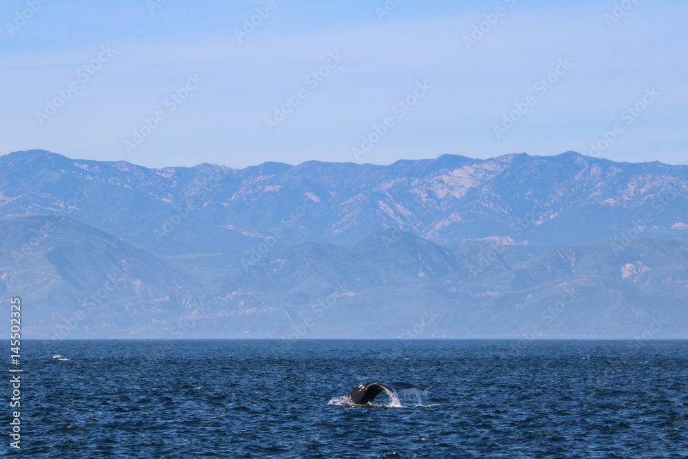 Humpback whale, Channel Islands National Park Humpback whale, Channel Islands National Park