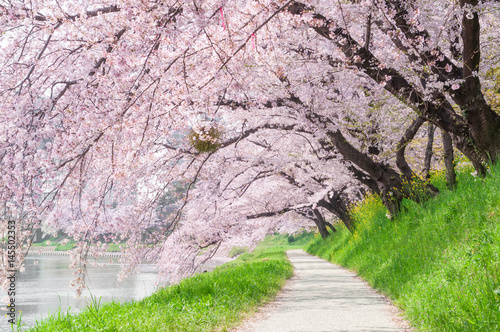 Walkway in Sakura park.Japan