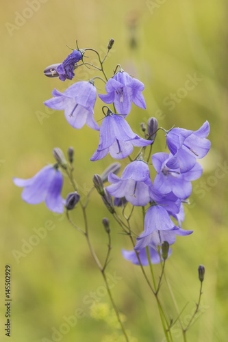Harebells at Rough Bank Nature Reserve, Gloucestershire, England.