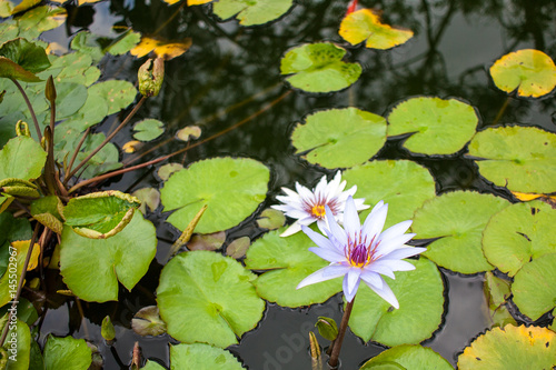 Tropical water lilly flowers and pads growing in a botanical garden