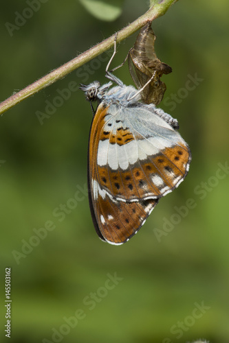 A White Admiral butterfly just after emerging from its chrysalis (pupa).