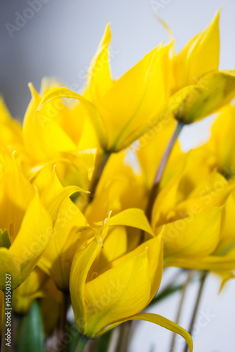 yellow wild tulips